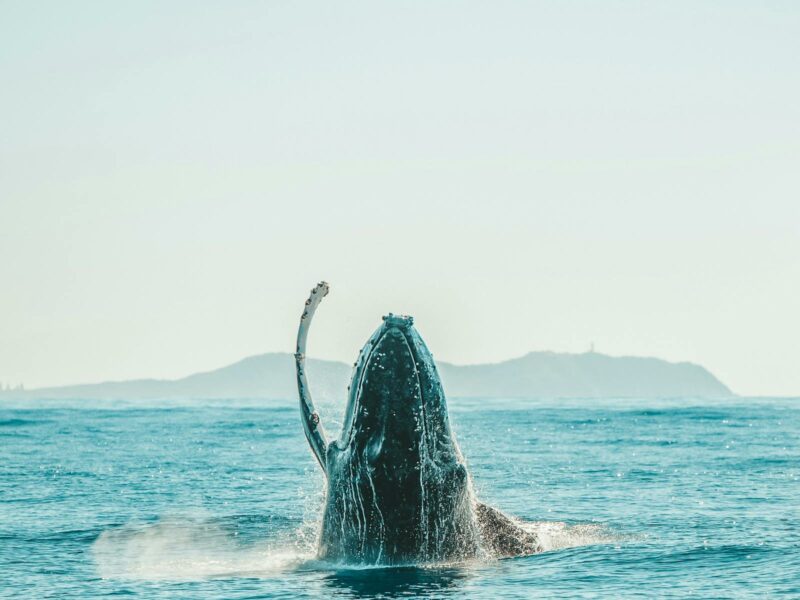 Whale Watching or a Touch of History & Culture