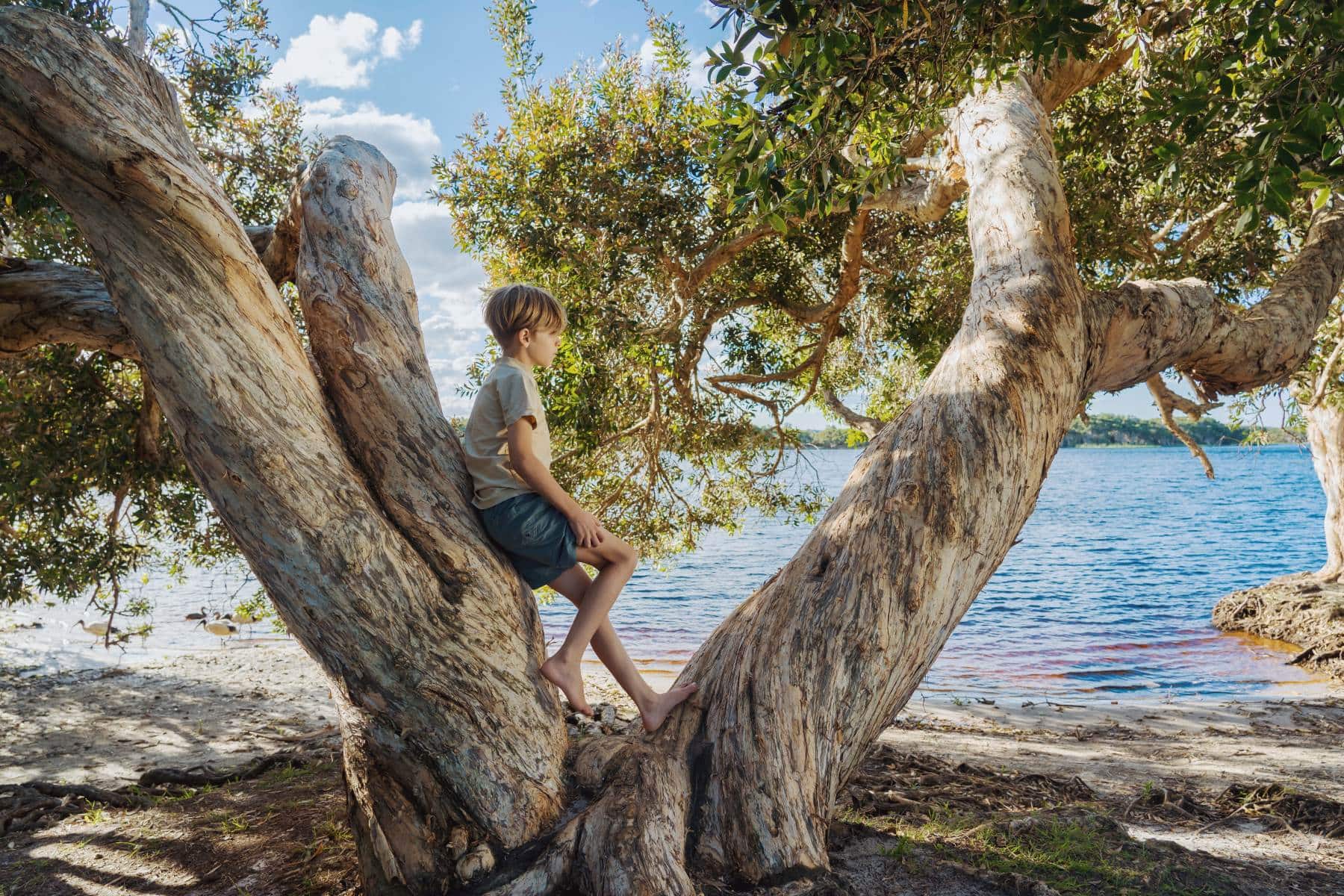 Young boy sitting in a large paperbark tree beside the tea-tree-stained waters of Lake Ainsworth in Lennox Head, surrounded by native bush and blue skies.