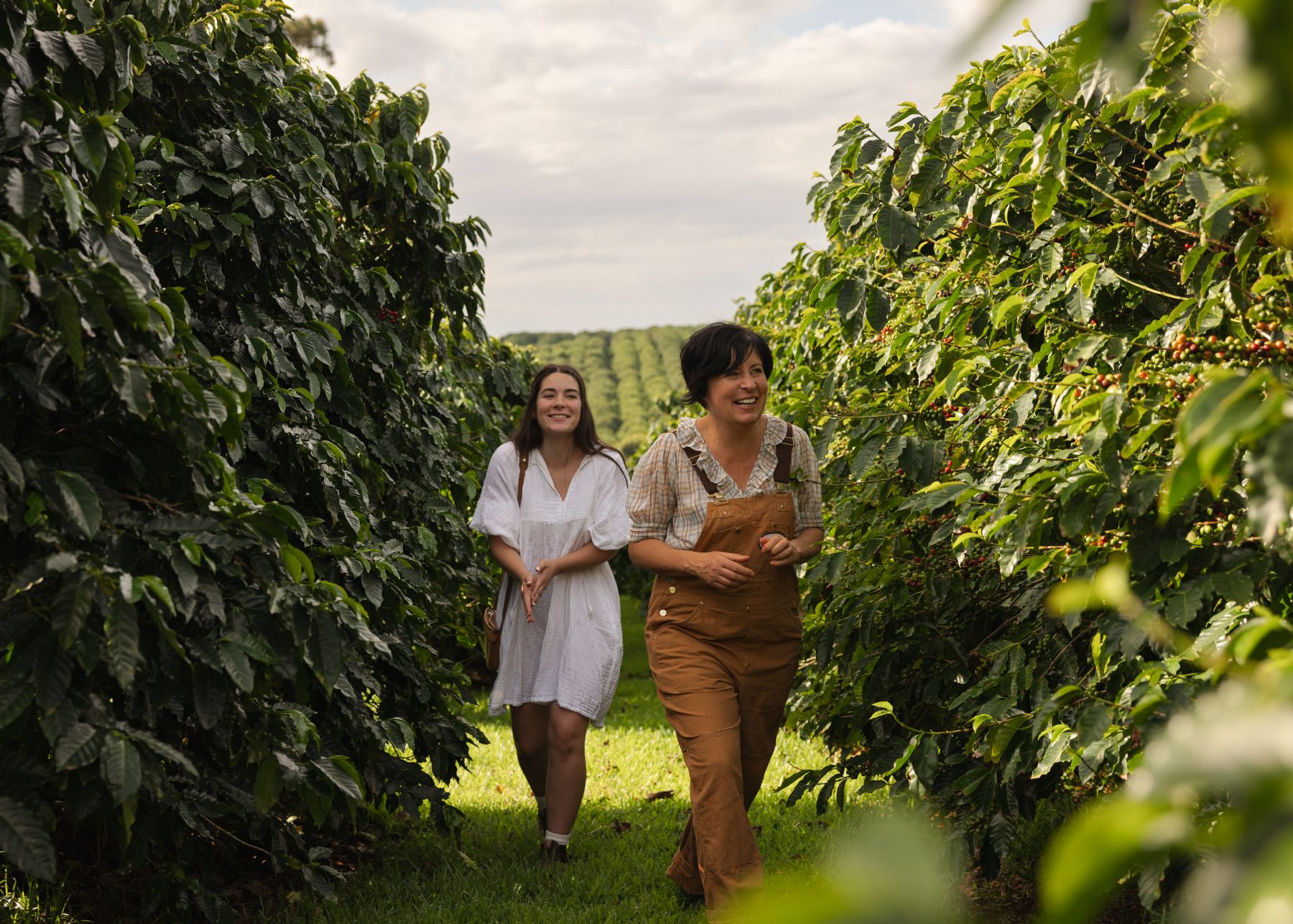 Zentveld’s Coffee Plantation – Organic, Local, and Full of Flavour