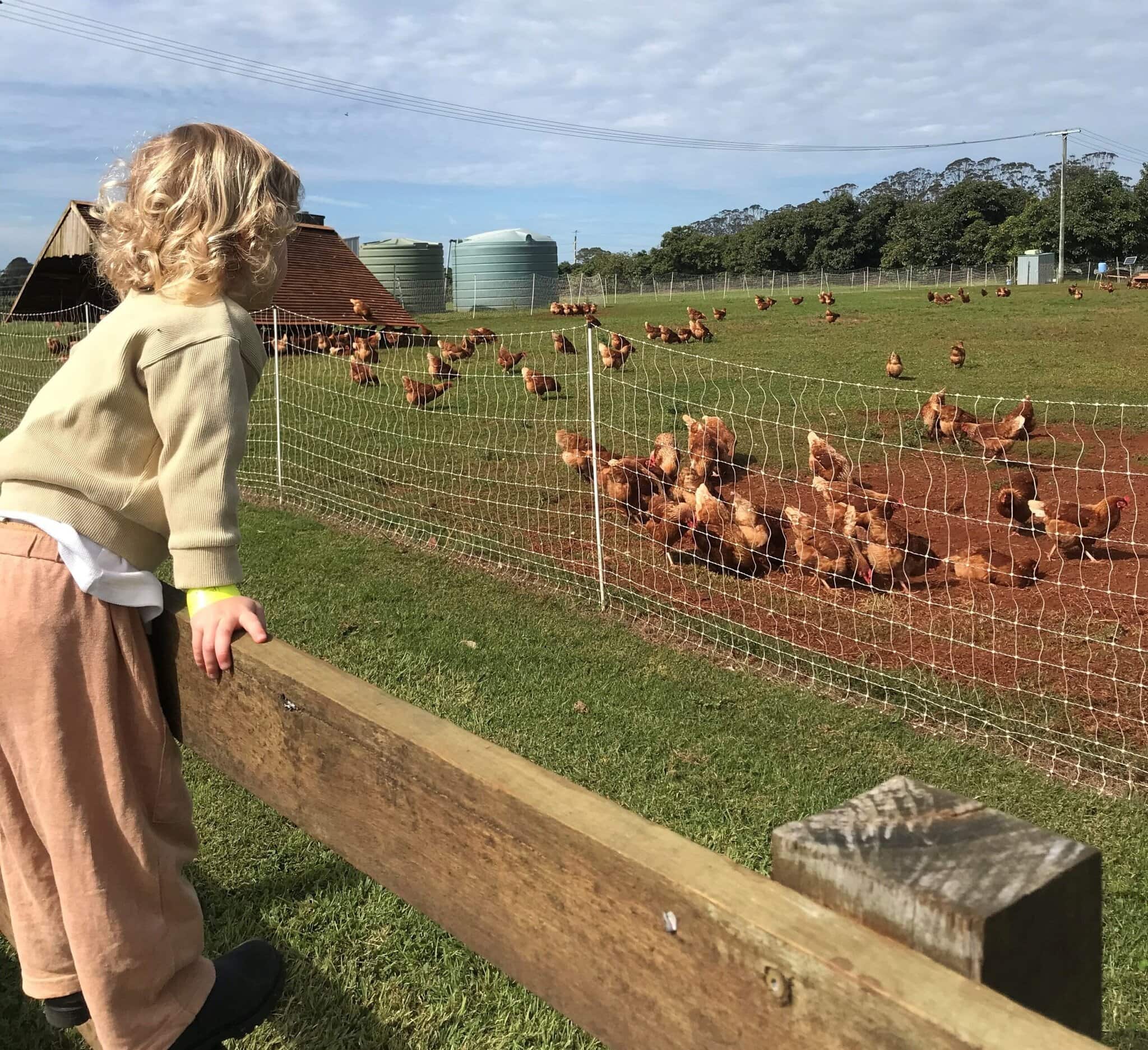 A young child looks over a wooden fence at free-range chickens roaming on the grass at Summerland Farm in Alstonville.