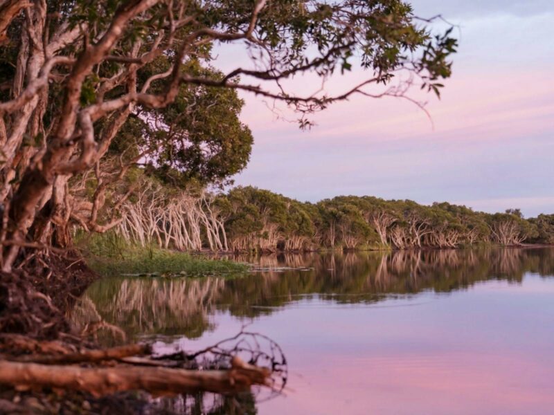 Freshwater tea tree lake in Lennox Head 