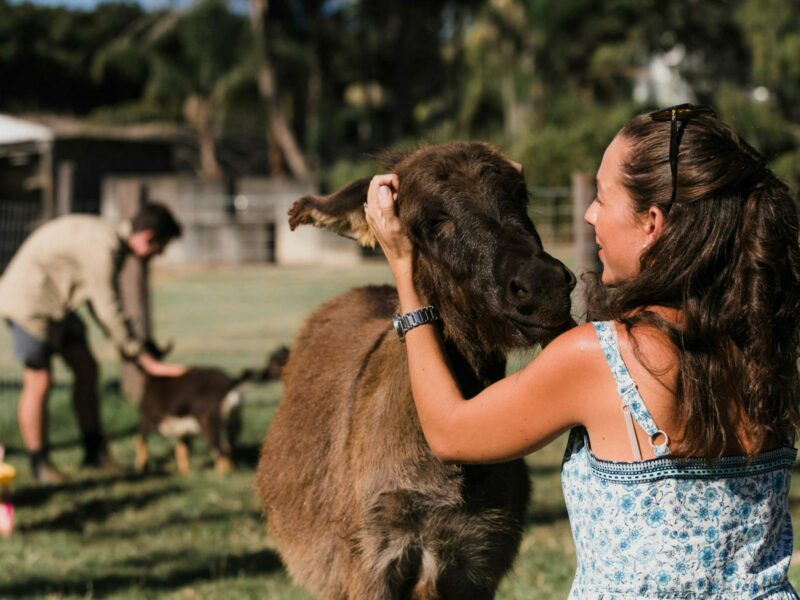 Visit a working macadamia and avocado farm