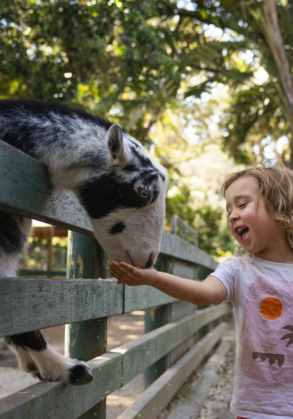 Two young children feed a goat through a wooden fence at Byron Bay Wildlife Sanctuary in the Ballina Hinterland.