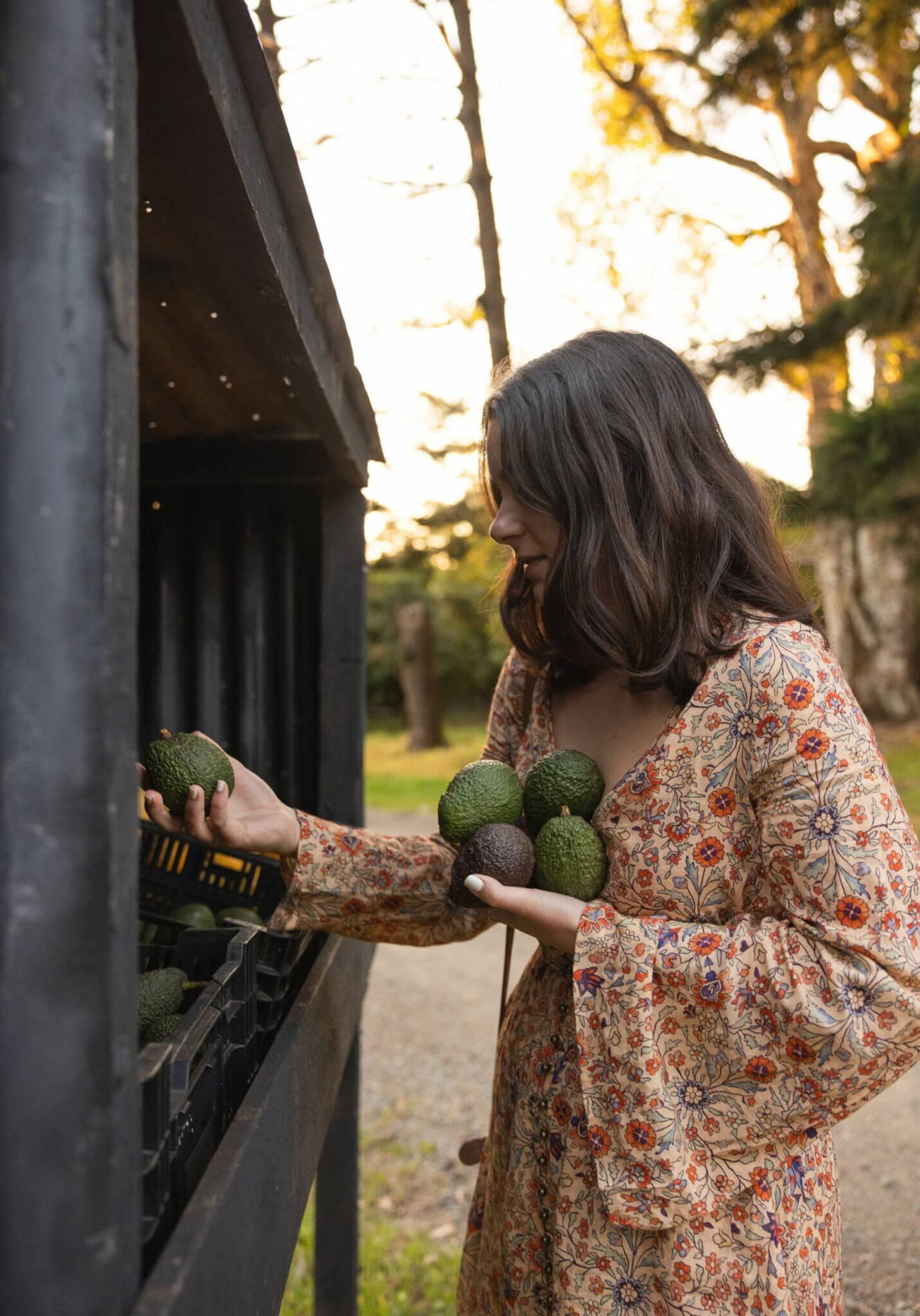 Woman selecting fresh avocados at a farm gate stall in the Ballina Hinterland, Northern NSW