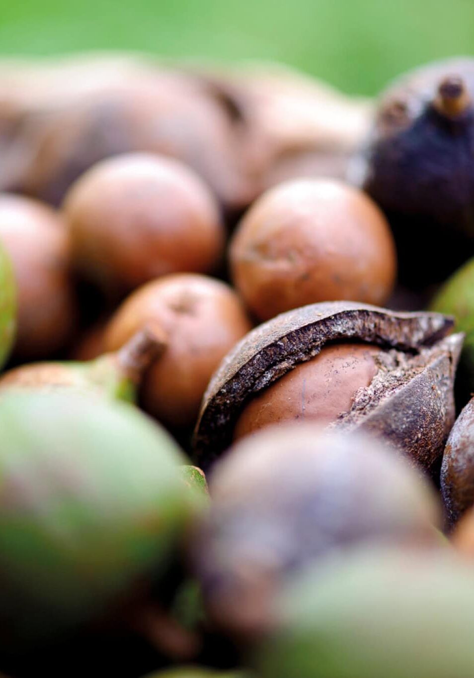 Close-up of freshly harvested macadamia nuts in their shells, Newrybar NSW