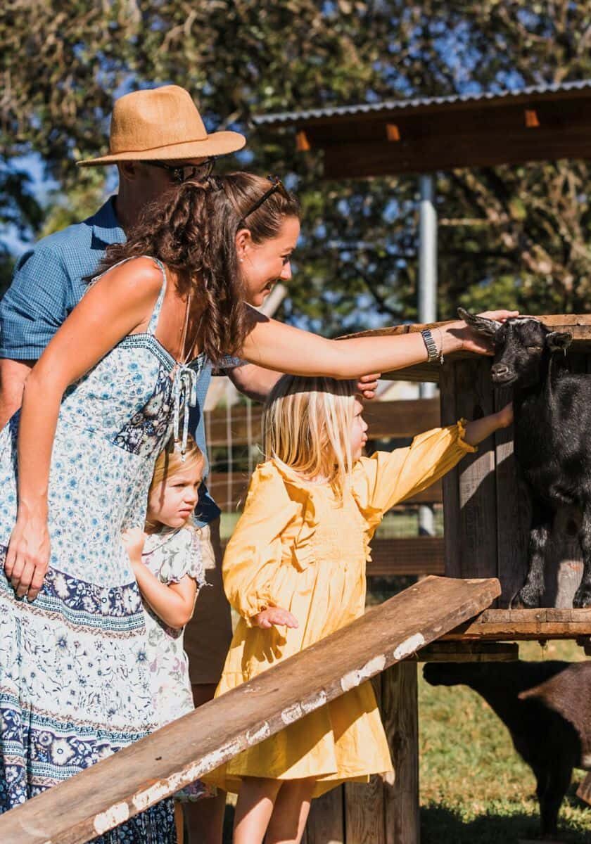 Summerland Farm Alstonville Farm Animals DB