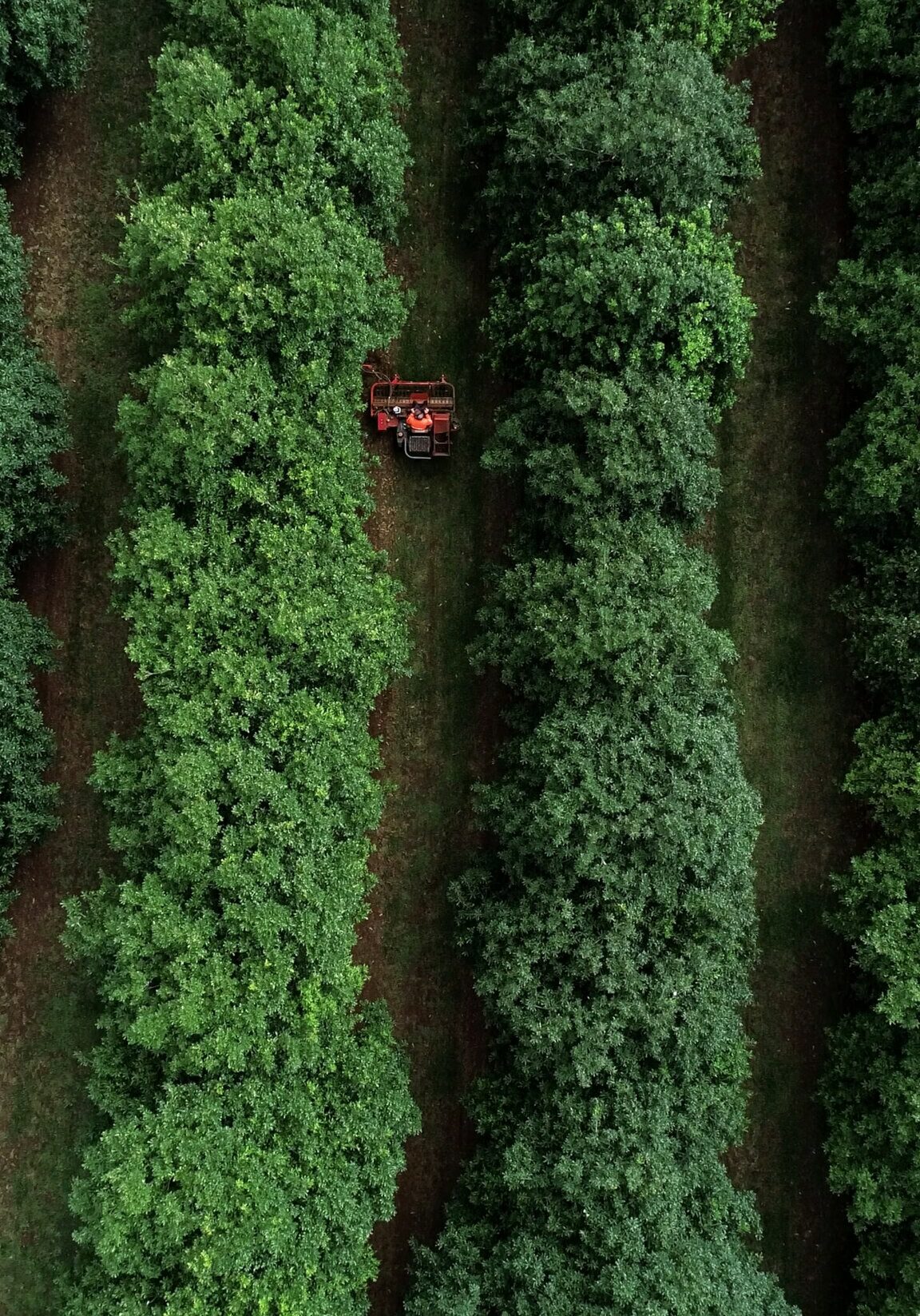 Aerial view of a red tractor working between neat rows of lush green macadamia trees at Summerland Farm in Alstonville, NSW.