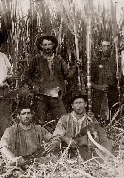 Historic black and white photo of six male sugarcane workers with machetes, standing and sitting among tall cane stalks in Wardell, circa early 1900s.